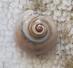 Neverita duplicata