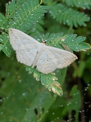 Scopula umbilicata