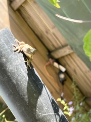 Hyla chrysoscelis