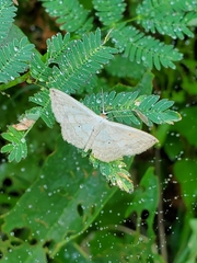 Scopula umbilicata
