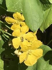Apis mellifera