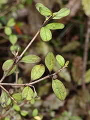 Coprosma colensoi