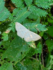 Scopula umbilicata