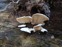 Panellus mitis
