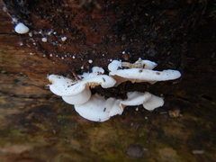 Panellus mitis