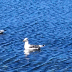 Larus schistisagus