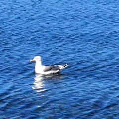 Larus schistisagus