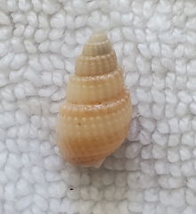 Ilyanassa trivittata