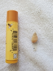 Ilyanassa trivittata