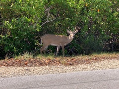 Odocoileus virginianus clavium