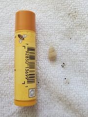 Ilyanassa trivittata