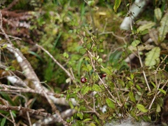 Coprosma colensoi