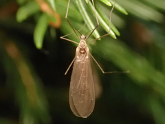 Trichocera