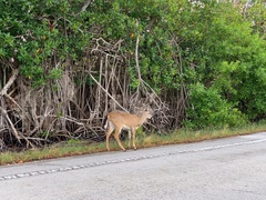 Odocoileus virginianus clavium