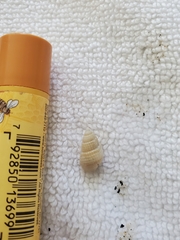 Ilyanassa trivittata