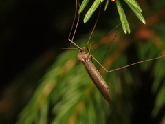 Trichocera
