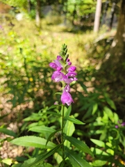 Physostegia virginiana