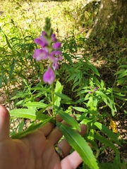 Physostegia virginiana