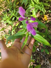 Physostegia virginiana