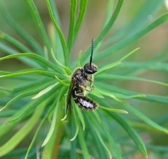 Lasioglossum marginatum