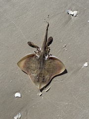 Rostroraja eglanteria