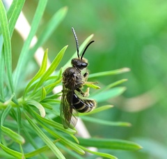 Lasioglossum marginatum