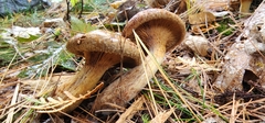 Paxillus involutus