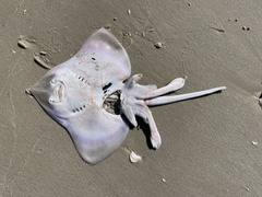 Rostroraja eglanteria