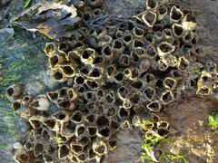 Amphibalanus eburneus