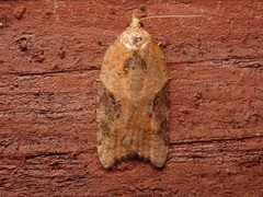 Acleris laterana