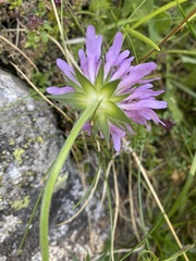 Knautia dipsacifolia