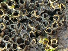 Amphibalanus eburneus