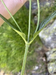 Knautia dipsacifolia