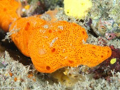 Botrylloides violaceus