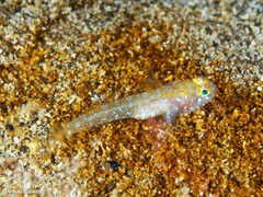 Vanneaugobius canariensis
