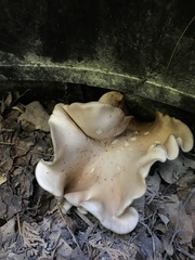 Pleurotus populinus