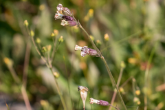 Silene parryi