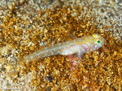 Vanneaugobius canariensis