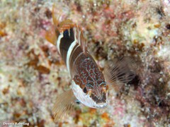 Serranus papilionaceus