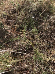 Eurybia hemispherica