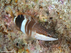 Serranus papilionaceus