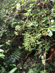 Eleutherococcus trifoliatus