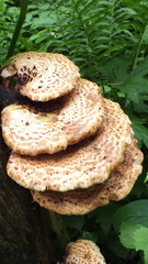 Cerioporus squamosus