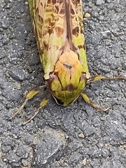 Aenetus virescens