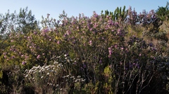 Podalyria calyptrata