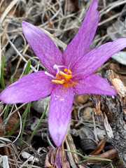 Colchicum lusitanum