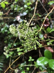 Eleutherococcus trifoliatus