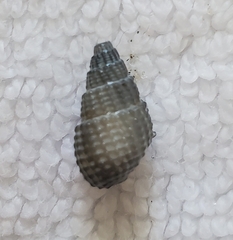 Ilyanassa trivittata