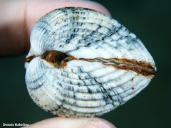 Acanthocardia tuberculata