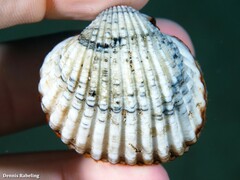 Acanthocardia tuberculata